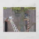 Search for zoo postcards Neck