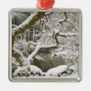Search for japanese maple ornaments Garden