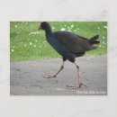 Search for pukeko Native