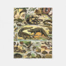 Recherche de boa constrictor Reptiles