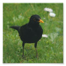 Recherche de jardin anglais posters Herbe