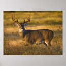 Search for odocoileus art Buck