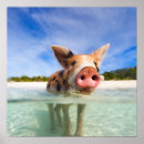 Recherche de exuma posters Baignade