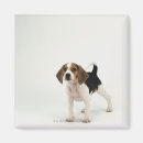 Recherche de de chiot de beagle magnets Animaux