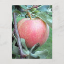 Recherche de gala cartes postales Rouge