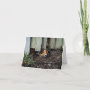 Search for sheltie cards Shetland sheepdogs