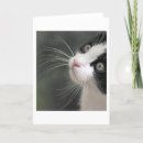 Search for whiskers cards Face