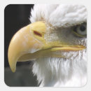 Recherche de aigle chauve autocollants Animaux