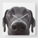 Recherche de labrador retriever horloges Mignon