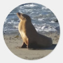 Search for sea lions stickers California