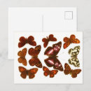 Search for vintage butterfly postcards Insect