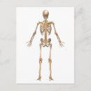 Recherche de colonne vertébrale cartes postales Physiologie