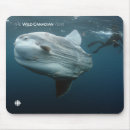 Search for wildlife mousepads The wild canadian year