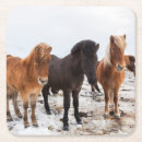 Search for colts barware Animal