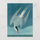 Search for bird print postcards Animal