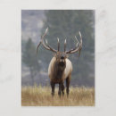 Search for bugle postcards Bugling