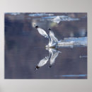 Search for gull posters Wildlife
