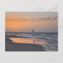 Search for gulls postcards Florida