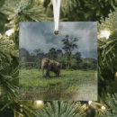 Search for strength ornaments Forest