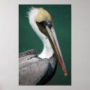 Recherche de oiseau mer posters Faune