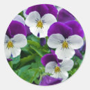 Recherche de pansy stickers Floral