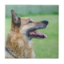 Search for side by side tiles Animal