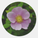 Search for wild roses stickers Photography