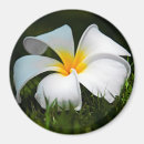 Search for plumeria magnets Tropical