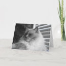 Search for ragdoll cat cards Feline
