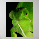 Search for flapping posters Animal