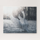 Recherche de cygnes photographie Cygne muet