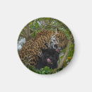 Search for jaguars magnets Big cat