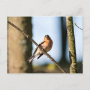 Search for ornithological postcards Wildlife