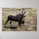Search for moose posters Arctic
