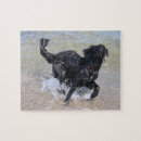 Search for black labrador puzzles Pet