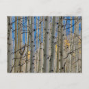 Recherche de arbre peuplier cartes postales Chute