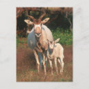Search for addax Endangered