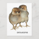 Search for baby birds postcards Chicks