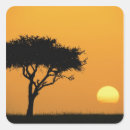 Search for masai mara stickers Acacia