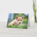 Search for yard cards Queen's dog