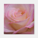 Search for beautiful rose magnets Pink