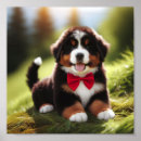 Recherche de sennenhund posters Dog