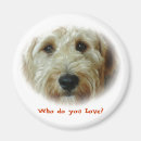 Search for labradoodles magnets Poodle