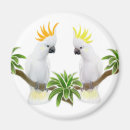 Search for sulphur magnets Cockatoos