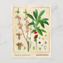 Search for medicinal plants postcards Red