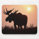 Search for ungulates electronics Bull