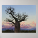 Search for baobab trees posters Adansonia