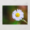 Search for common daisy Plant