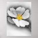 Search for black and white gradient posters Grey