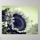 Search for black white sunflower art Botanical